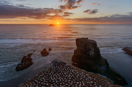 Sunset at Gannet Colony of Muriwai Beach. Auckland.の写真素材