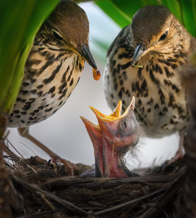 Song thrush (Turdus philomelos) parents feeding their hungry baby chicks a worm.の写真素材