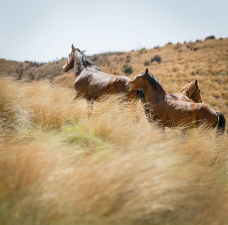 Kaimanawa horses among golden tussocks. Kaimanawa Range. New Zealand.の写真素材