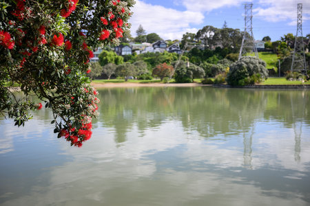 Pohutukawa trees in bloom. Out-of-focus power pylons and houses across the lagoon. Onehunga Bay Reserve. Auckland.の写真素材
