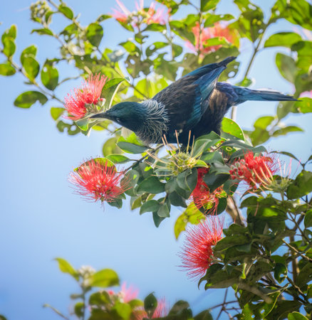 Tui bird feeding on nectar of Pohutukawa flowers.の写真素材