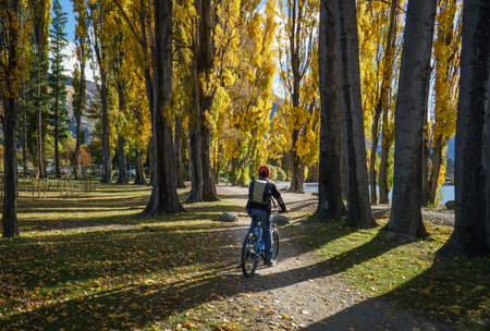 Cyclist riding among autumn yellow trees. Wanaka Lakeside Track. Wanaka. South Island.の写真素材