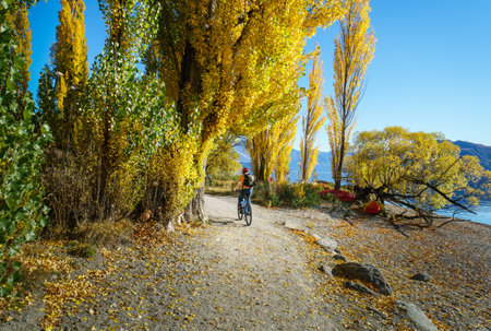 Cyclist riding on the track among autumn yellow trees. Wanaka Lakeside Track. Wanaka. South Island.の写真素材