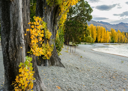 Autumn poplar trees by Lake Wanaka. South Island. New Zealand.の写真素材
