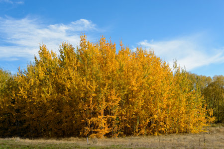 Golden autumn trees under a clear blue sky. Twizel. South Island.の写真素材