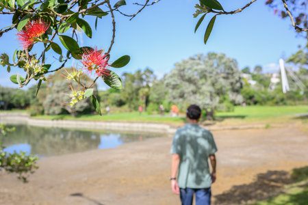 Pohutukawa trees in bloom. People walking in the park. Onehunga Bay Reserve. Auckland.の写真素材