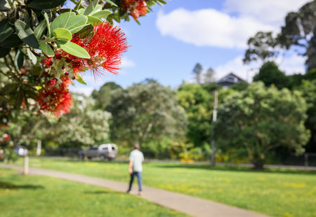 Pohutukawa trees in bloom. Unrecognizable people walking in the park. Onehunga Bay Reserve. Auckland.の写真素材