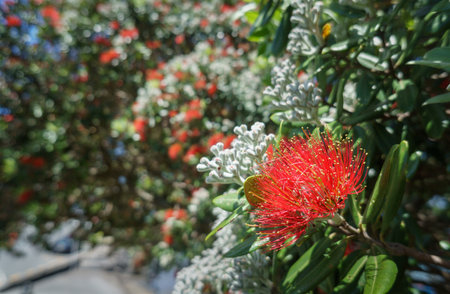 Pohutukawa trees start blooming in early summer. Auckland.の写真素材