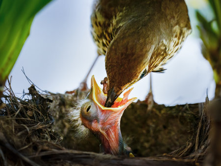 Song thrush (Turdus philomelos) feeding worms to her hungry baby chick.の写真素材