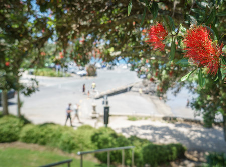 Pohutukawa trees in bloom in summer. Unrecognizable people walking at Takapuna Beach. Auckland.の写真素材
