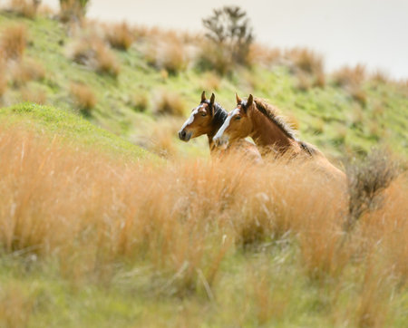 Two Kaimanawa horses standing among golden tussocks. Kaimanawa Range. New Zealand.の写真素材