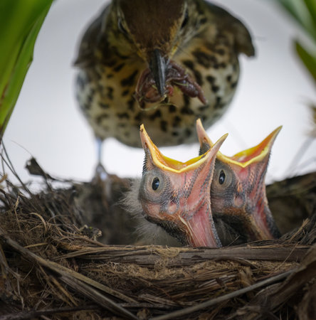 Hungry song thrush baby chicks with mouth open wide. Out-of-focus mother bird with worms in its beak.の写真素材
