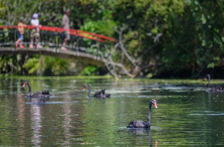 Black swan in Western Springs Park. Unrecognizable people walking on the bridge. Auckland.の写真素材