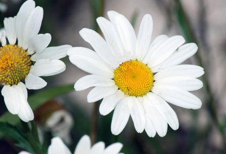 Pretty Daisy in Bloom
