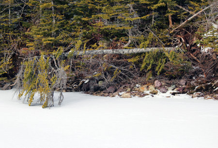 Uprooted by the Windの写真素材