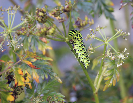 Very colorful and pretty black swallowtail caterpillar.