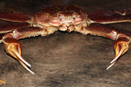 One fresh crabの写真素材