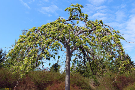 Weeping Willow Tree