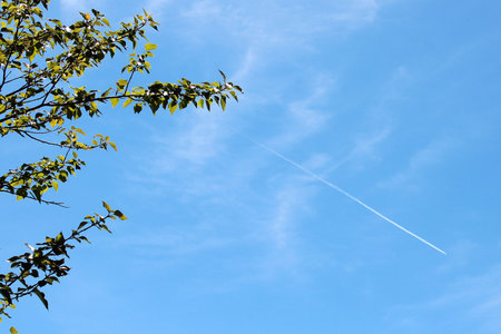 Ash tree on a sunny summer day and a jet in the sky