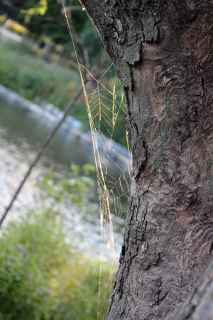 Spider web on a tree trunk