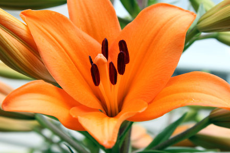Orange tiger lily flowerの写真素材