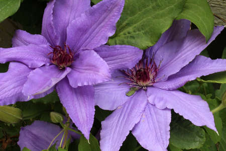 Large purple flowerの写真素材