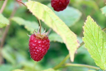 Wild raspberries