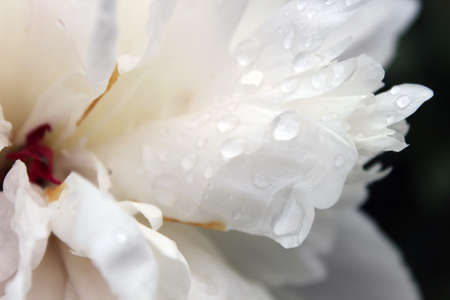 White rose with morning dew on the petalsの写真素材