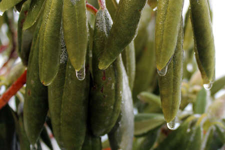 A layer of ice covers plants and shrubs after a freezing rain storm in Februaryの写真素材