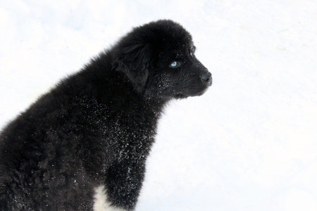 Puppy in the snow