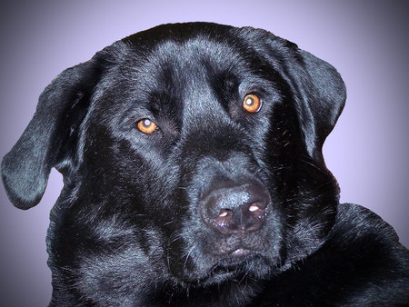 Close up of black labrador retriever dog face