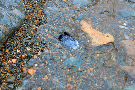 Mussel shell on the beach