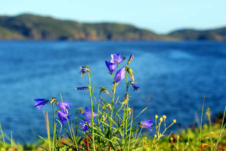 Bluebell flowers with ocean の写真素材