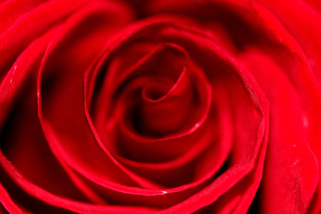 Red rose close upの写真素材