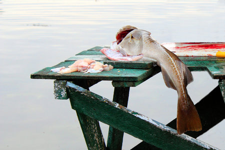 Fresh codfish on a splitting table
