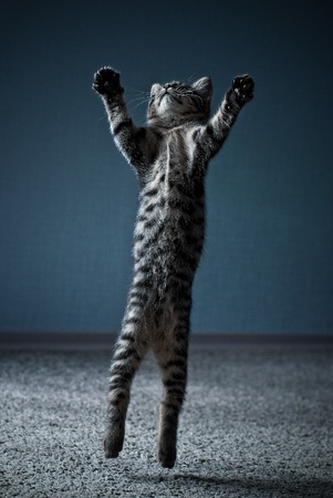 Kitten jumpingの写真素材