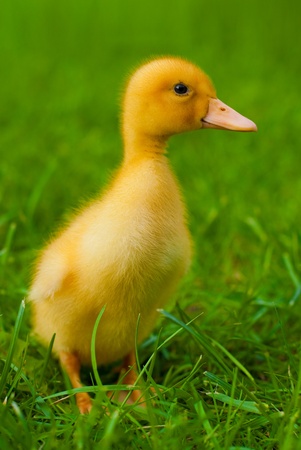 little yellow duckling runs across the green grassの写真素材