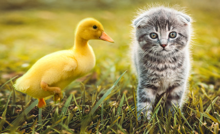 Small duckling outdoor playing with a cat on green grass