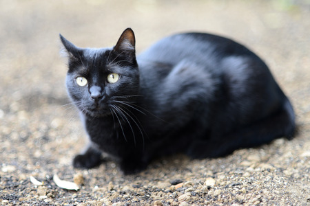 Black cat outdoorsの写真素材