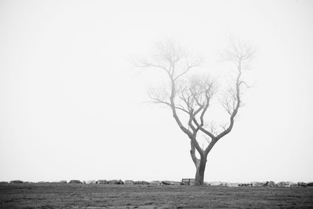 Old tree in ocean beach park with morning fog. Melancholic sad mood.