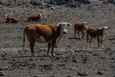 herd of cows in empty arid desert starving without food and water.の写真素材