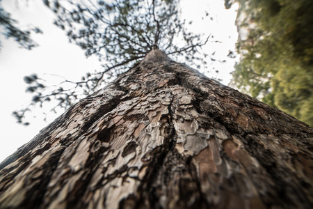 Closeup photo of pine tree bark at the forestの写真素材