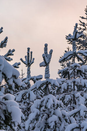Snowy spruce trees just before sunrise in winter in Finlandの写真素材