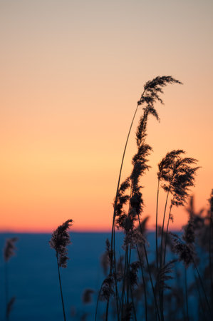 Reeds in front of the frozen sea at the shore of Gulf of Bothnia in winter in Finland with the sunset orange sky in the backgroundの写真素材