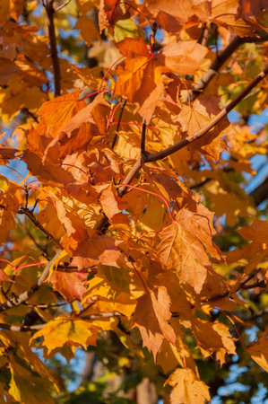 Colourful autumn leaves in Western Finland