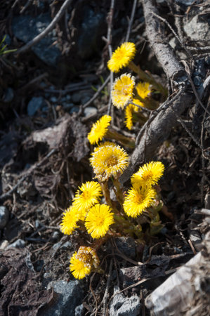 First flowers in the spring in Finlandの写真素材