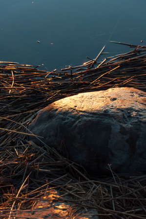 A rock and reeds by the water in early morning light in springの写真素材