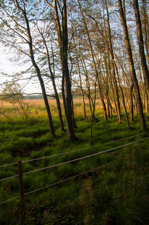 The edge of forest in early morningの写真素材