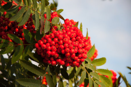 Red fruit of the rowan (sorbus aucuparia) tree with some green leavesの写真素材