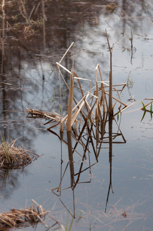 Early spring floods on the shores of a lake in Southern Finlandの写真素材